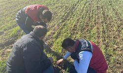 Düziçi’nde Don Sonrası Tarım Arazileri Kontrol Edildi