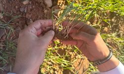 Osmaniye’de Tarım Kontrolleri Arttı