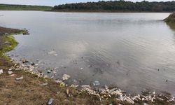 Eyüpsultan ile Sultangazi arasındaki gölette yosun patlaması nedeniyle balık ölümleri