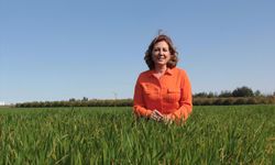 Gelecekte Buğdayda Su Yetersizliği Verimi %40 Düşürebilir