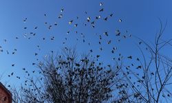 Isparta'da ağaç dallarına konan sığırcıklar güzel görüntü oluşturdu