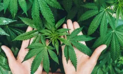 Tarımda Yeni Düzenleme: Kenevir Yetiştiriciliği 21 İlde Başlıyor