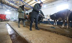 Kars'ta girişimci kadın devlet desteğiyle hayalini gerçekleştirip çiftlik kurdu