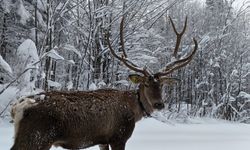Kocaeli'de karla kaplanan yaylada gezen kızıl geyik görüntülendi