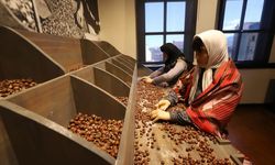 Ordu'da Kahraman Sağra Fındık Müzesi 14 bin 550 ziyaretçiyi ağırladı