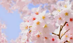 Osmaniye’de İkinci Cemre Suya Düştü