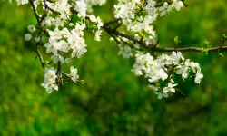 Osmaniye’de Cemre Suyu Isıtacak