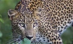 Doğa Alarm Veriyor: Türler Kayboluyor