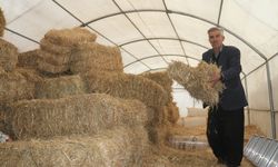 6 ŞUBAT DEPREMLERİNİN ÜÇÜNCÜ YILI - Adana'da depremde ağılları zarar gören besiciler verilen çadırlarda yetiştiriciliğe devam etti