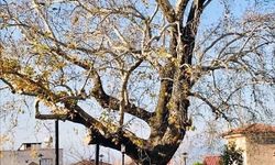 Osmaniye'nin 100 Yıldır Yaşayan Kültür Mirasına Sahip Çıkalım Çağrısı