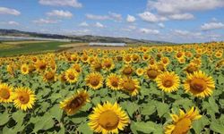 Ayçiçeği Ekimi İçin Son Gün 27 Şubat !