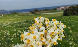 Baharın Müjdecisi Nergisler  Yüreği Güzel İnsanlar İçin Açtı