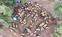 Depremde hayvanları ölen üniversite öğrencisi kadın, devlet desteğiyle besiciliği sürdürüyor