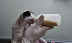 Doğum yapmakta zorlanan kedi, yavrularına sezaryenle kavuştu