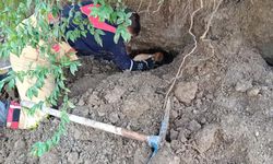Dörtyol'da ilçesinde göçük altında kalan köpek yavrularını itfaiye ekibi çıkardı