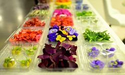 Gastronomi sektöründe yenilebilir çiçeklerin popülerliği arttı