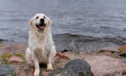 Golden Retriever Özellikleri, Bakımı ve Beslenmesi