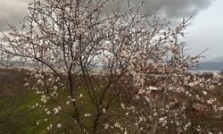 Isparta'da badem ağaçları çiçek açtı