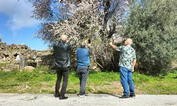 Manavgat'ta badem ağaçları çiçek açtı