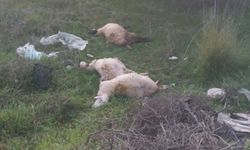 Manavgat'ta kopan elektrik tellerindeki akıma kapılan 3 kuzu telef oldu