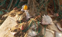 Nesli tehdit altındaki 'boğa vatozu' Antalya'da sürü halinde ağa takıldı