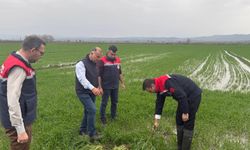 Sağanak yağışlar tarım arazilerinde zarara neden oldu