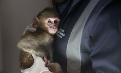 Uyuşturucu şüphelilerinin elinden kurtarılan maymun yavrusu 'Portakal'a özenle bakılıyor