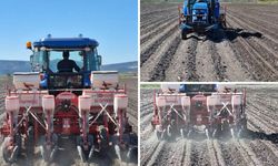 Çukurova’da Mısır Ekimine Başladı