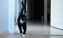 Araç Çarpıp Terk Etti, Tofi Yeniden Yürüyor