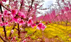 Böcekli’de Şeftali Çiçekleri Açtı