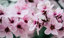 Baharın Habercisi Son CemreDüştü