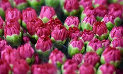 Çiçek üreticileri İngiltere'de 15 Mart'ta kutlanacak Anneler Günü için yoğun mesai yaptı