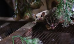 El konulan 33 şeker planörüne doğal yaşam parkında özenle bakılıyor