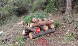 Erzin’de Kabuk Böceği Mücadelesi