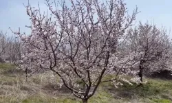 Tekirdağ'da Ganos etekleri çiçeklenen badem ağaçlarıyla renklendi