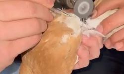 Güvercinin ayağına dolanan demir bilezik itfaiye ekibince çıkartıldı