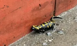 Hatay'da nesli tehlike altındaki sarı benekli semender görüldü