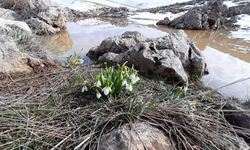 Kardelenlerin Sessiz Direnişi