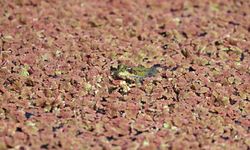 Kızılırmak Deltası Kuş Cenneti baharın gelişiyle hareketlenmeye başladı