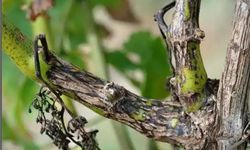 Manisa'da bağcılara 'Ölükol' uyarısı