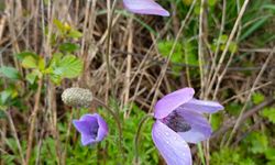 Osmaniye Baharı Karşıladı Renkli Manzaralar