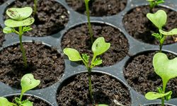 Osmaniye’de Bahçıvanlar Mart Ayı Son Fırsatı Kaçırmıyor