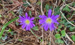 Portakal Çiçekleri ve Gelinciklerle Osmaniye Bahara Büründü