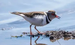 Türkiye'de ilk kez 'takkeli cılıbıt' kuşu, Gaziantep'te görüldü