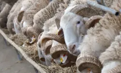 Türkiye’nin En Değerli Koçları Satışta