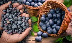 Osmaniye’de Süper Gıdaya Yoğun İlgi