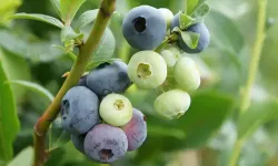 Yaban Mersini Neden Bu Kadar Değerli? Uzmanı Açıkladı