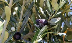 Polikonik Goble Budama Nedir? Zeytin Üretiminde Verimi Artıran Yöntem