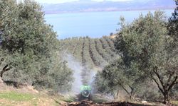 Osmaniye’de Verimli Zeytin İçin Toprak Rehberi