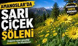 Amanoslar’da sarı çiçek şöleni